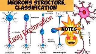 Thumbnail: Neuron Structure || Structural and functional Classification of Neurons#notes #humanphysiology 
