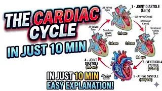 Thumbnail: Cardiac Cycle|| Body fluids and Circulation #humanphysiology 