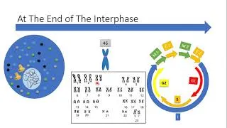 Thumbnail: Meiosis and the variation of gametes