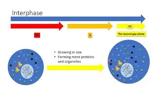Thumbnail: Mitosis and Cell Cycle