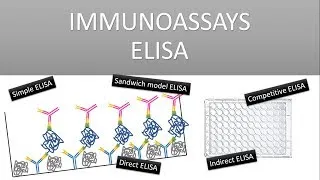 Thumbnail: The Principle of Immunoassays/ ELISA (Enzyme Linked Immunosorbent Assay)