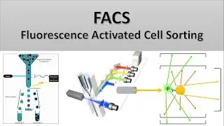 Thumbnail: The Principle of Flow Cytometry and FACS (2- FACS: Fluorescence Activated Cell Sorting)