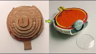 Thumbnail: Cardboard  Human EYE DIY Model Project