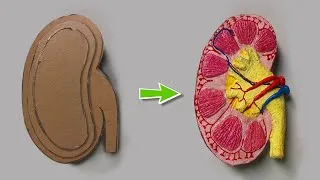 Thumbnail: Cardboard Kidney DIY Model Project