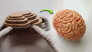 Thumbnail: Cardboard Brain Model DIY