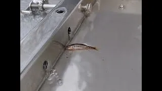 Thumbnail: Rescuing a fish out of water