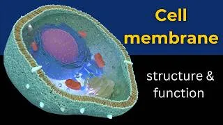 Thumbnail: Cell membrane: structure and function| Plasma membrane structure| plasma membrane structure| biology