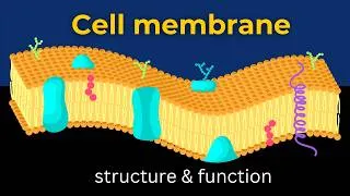 Thumbnail: Cell membrane structure Explained || Cell membrane structure || Plasma membrane structure || Cell