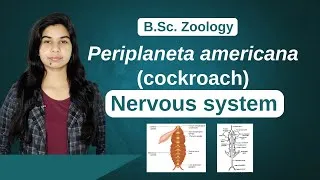 Thumbnail: Periplaneta americana (cockroach) || Nervous System || Zoology || B. Sc. Ist Year