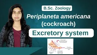 Thumbnail: Periplaneta americana (cockroach) || Excretory System || Zoology || B. Sc. Ist Year