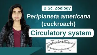 Thumbnail: Periplaneta americana (cockroach) || Circulatory System || Zoology || B. Sc. Ist Year