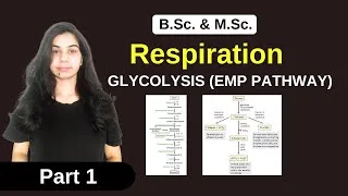 Thumbnail: Ceelular Respiration || GLYCOLYSIS (EMP PATHWAY) || B. Sc. & M. Sc.