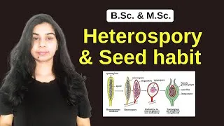 Thumbnail: Heterospory and Seed habit || B.Sc. & M.Sc.