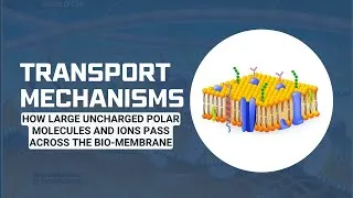 Thumbnail: How Molecules Cross the Cell Membrane: The Role of Transport Proteins #membrane #membranestructures