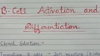 Thumbnail: B Cell Activation and Differentiation 