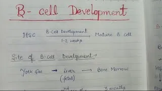 Thumbnail: B Cell Development 