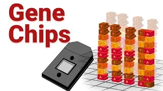 Thumbnail: Gene Chip | Gene Expression Studies |Difference b/w gene chip & Microarray