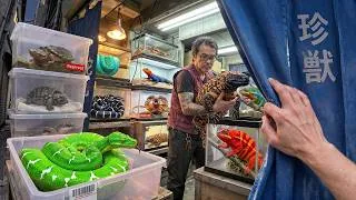 Thumbnail: Japanese Reptile Shops Shouldn’t Exist…