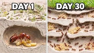Thumbnail: Simulating a 10,000 Fire Ant Colony for 30 Days