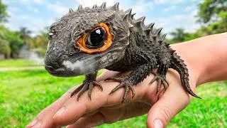 Thumbnail: I Bought a REAL Pet Dragon Online...