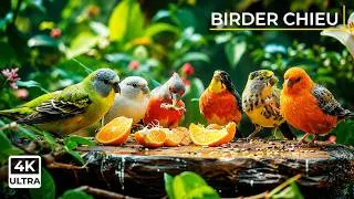 Thumbnail: Birds & Squirrels Cat TV 😻🐦 Super Cute Birds, Chipmunks & Squirrels for Cats 🐿 4K HDR
