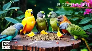 Thumbnail: Cat TV for Cats to Watch 😺🐦 Adorable Birds and Squirrels in Harmony 🐿 Cat Games