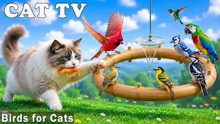 Thumbnail: A Window to the Wild for Every Cat | Real Bird Videos That Keep Cats Focused & Happy when Home Alone