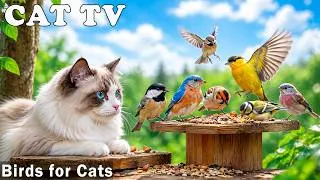 Thumbnail: 12 Hours Bird Videos for Cats to Watch－A Colorful Bird Paradise for Indoor Cats 🦜Anti-Boredom CAT TV