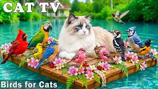 Thumbnail: Real Birds, Real Fun 🐦 Cat TV & Best Entertainment Videos to Help Prevent Boredom in Indoor Cats