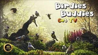 Thumbnail: Cat TV for cats to watch 🐈 - Soft Morning Birds By The Feeder 🌿(4K)
