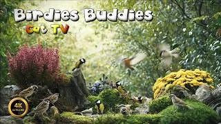 Thumbnail: Cat TV for cats to watch 🐈 - Nature Calm With Singing Birds🌿(4K)