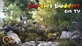 Thumbnail: Cat TV for cats to watch 🐈 -  The Birdies Buddies Garden 🦜🌿 (4K)