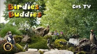 Thumbnail: Cat TV for cats to watch 🐈 -  Tiny Birds Big Moments 🦜🌿 (4K)