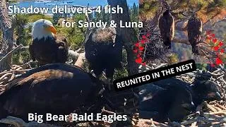 Thumbnail: Sandy & Luna Reunite🎉, Spend A Day Together in the Nest & Get 4 Fish From Shadow🦅Luna Soars!🥳