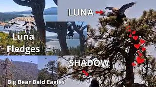 Thumbnail: Luna Fledges & Shadow🦅 Watches It: "Good Job, Son!" 🎉