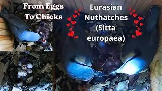 Thumbnail: Cute & Beautiful Nuthatches🥰 'From Eggs🥚To Chicks🐥'