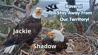 Thumbnail: Bald Eagles vs Ravens⚔️Jackie🦅 & Shadow🦅Chase Ravens Away From Their Territory!💪April 2026