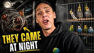 Thumbnail: Rats Were Taking Her Birds Every Night… So I Went to Help