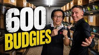 Thumbnail: One Man Built This Incredible Budgie Empire in Bangkok