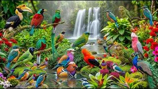 Thumbnail: Amazon Rainforest Birds | Jungle Environment 🐦🌿#BeautifulBirds #birdslifedocumentary #birdvideos