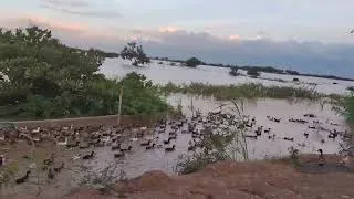 Thumbnail: A lot of ducks in rice field 🦆🍂🍃 #duck #nature #ricefield
