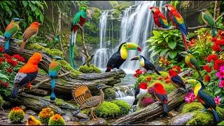 Thumbnail: Amazon Rainforest Birds | Untouched Jungle 🌿🦜🦩🌈#BeautifulBirds #birdslifedocumentary #birdvideos