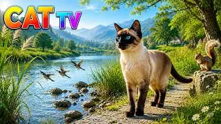 Thumbnail: Cat TV 4K 🐱 Blue Eyed Ragdoll Cat in a Golden Sunset Garden🌺 6 Hours