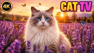 Thumbnail: Cat TV 🐱 Beautiful Ragdoll Cat Surrounded by Lavender and Butterflies🌿 6 Hours