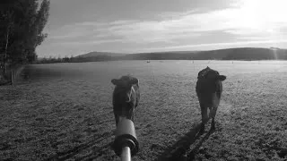 Thumbnail: One more light for the animals ...