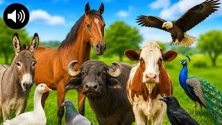 Thumbnail: Farm Animal Sounds | Cow, Buffalo, Horse, Donkey, Peacock & More #horse #buffalo #peacock