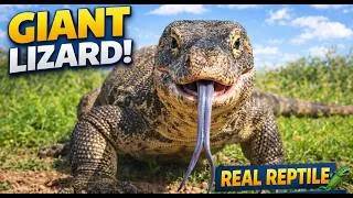 Thumbnail: Wild Monitor Lizard