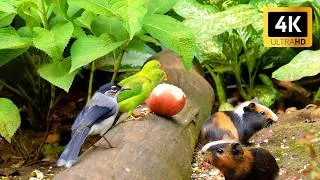 Thumbnail: Cat TV for Cats to Watch 😺 Unlimited Birds Chipmunks Squirrels 🐿 4 Hours 4K HDR 60FPS