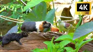 Thumbnail: Cat TV | Birds, Squirrels and Guinea Pig in the Garden 😻 Cat TV Nature Fun for Cats, Dogs