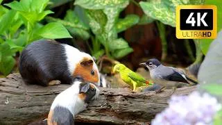 Thumbnail: CAT TV NO ADS😺 Cute Birds & Hungry squirrels and Guinea Pig 🐿️ TV for cats to watch 4K HDR